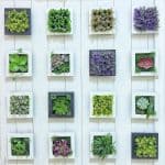 succulents-in-white-square-planters