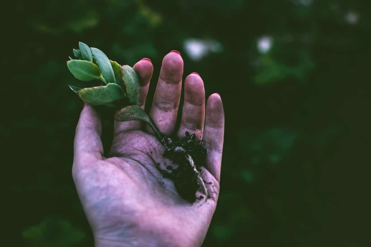 succulent-root-rot