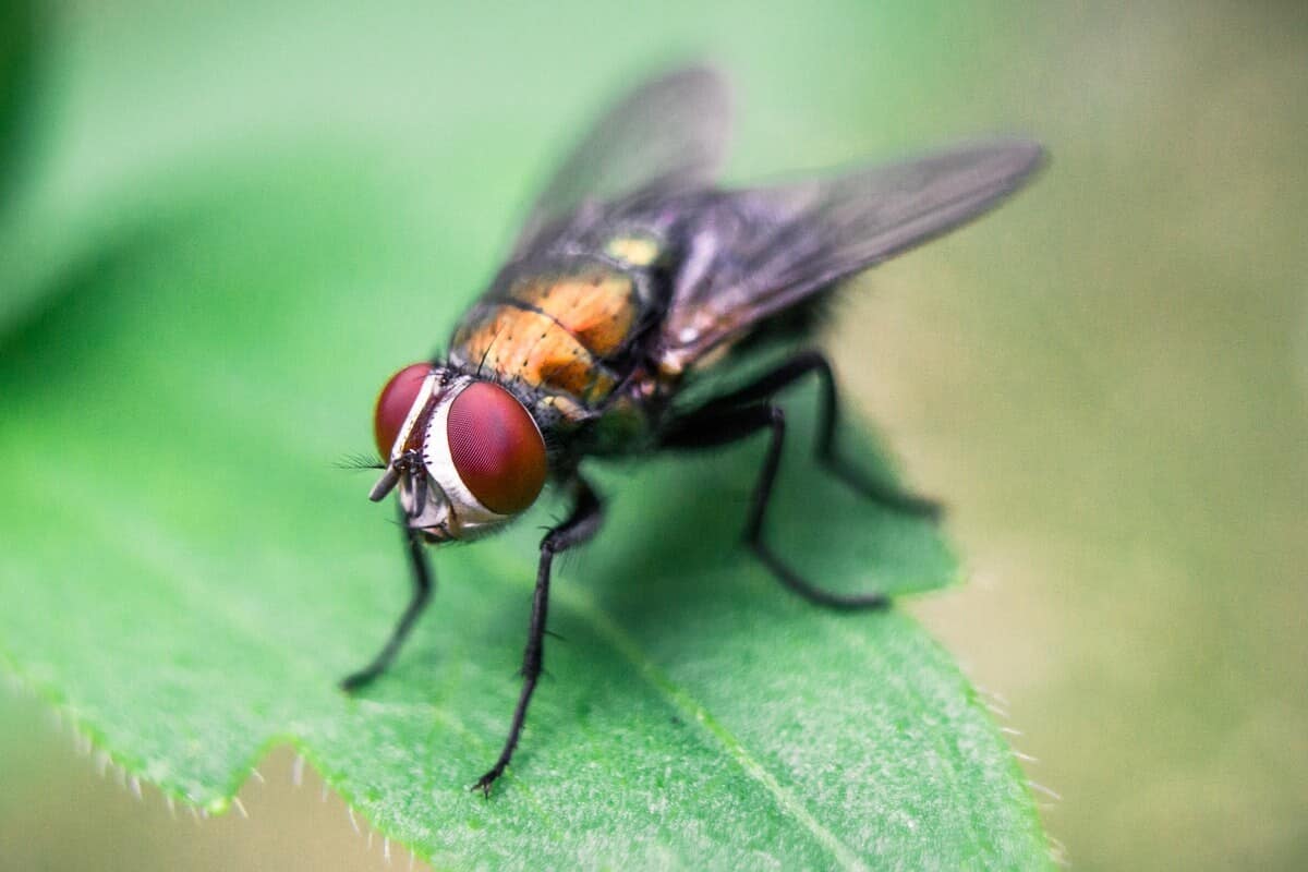 Fly-on-succulent-plant