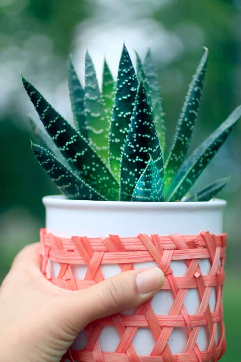 aloe-vera-plant