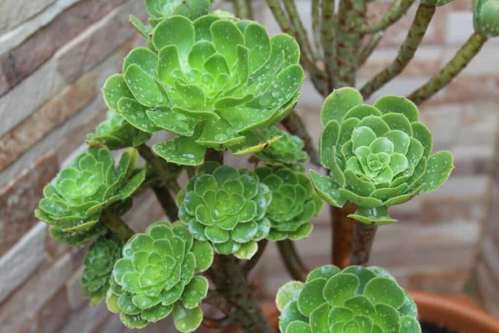 6 Best Succulents for Texas Living – Succulent Advice