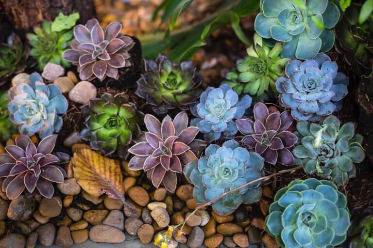 14 Best Succulents For Rock Gardens – Succulent Advice